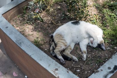 High angle view of cat sleeping