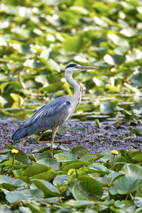 Heron bird  standing on one leg 