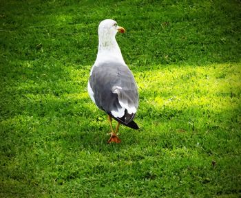 Duck standing on field