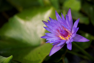 Close-up of purple flower blooming outdoors