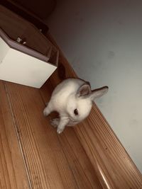 High angle view of a cat on wooden floor
