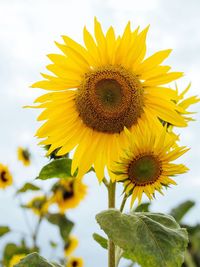 Close-up of sunflowers growing at farm against sky