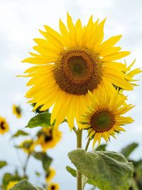 Close-up of sunflower