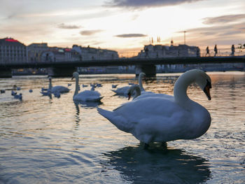 Swans in lake against sky during sunset