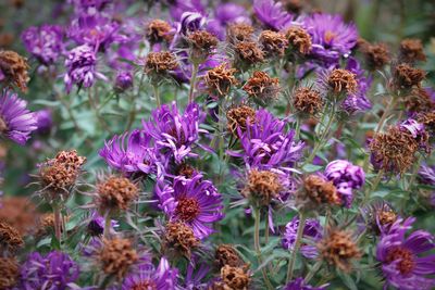 Close-up of purple flowering plants on field