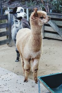 Portrait of a sheep on field