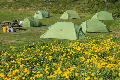 View of yellow flowers growing in field