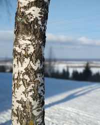 Close-up of tree trunk during winter