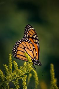 Close-up of butterfly on plant