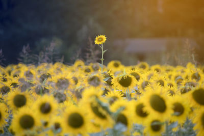 Close-up of yellow flowering plant