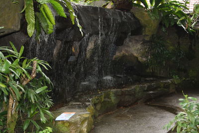 Close-up of plants growing on rock