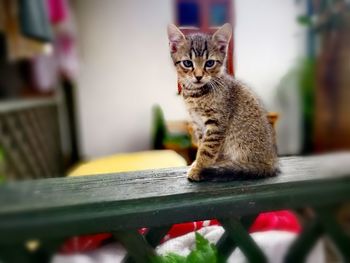 Close-up portrait of kitten sitting