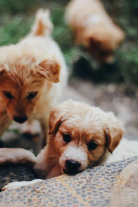 Close-up of a dog