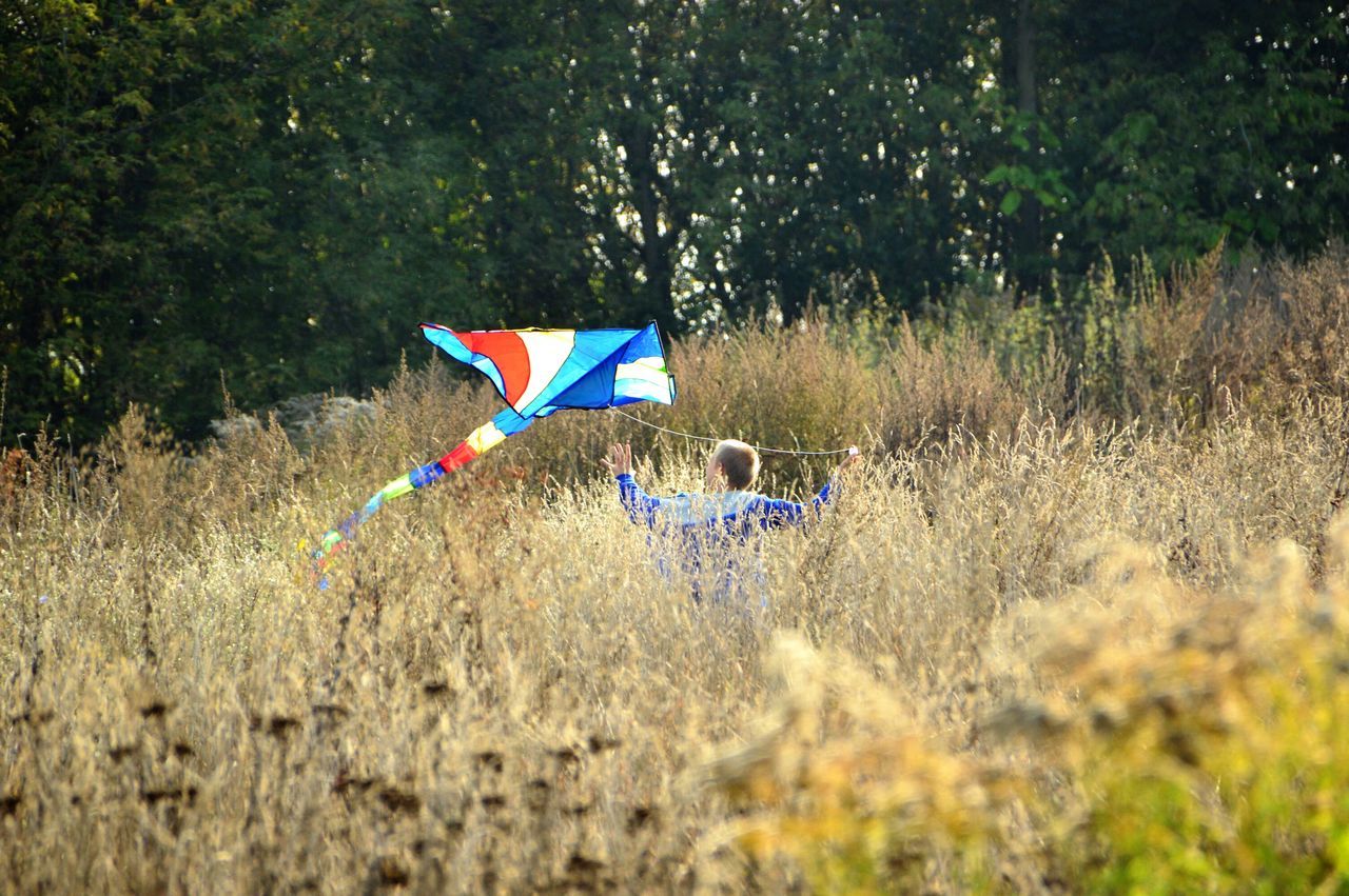 flag, patriotism, identity, national flag, american flag, multi colored, wind, field, flying, celebration, tree, day, mid-air, outdoors, grass, nature, culture, freedom, blue, striped