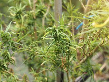 Close-up of fresh green plant in field