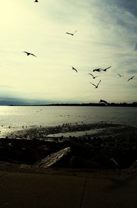 Bird flying over the sea