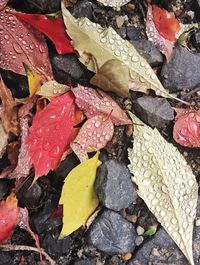 Full frame shot of autumn leaves