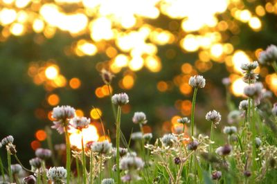 Close-up of flowers blooming in field