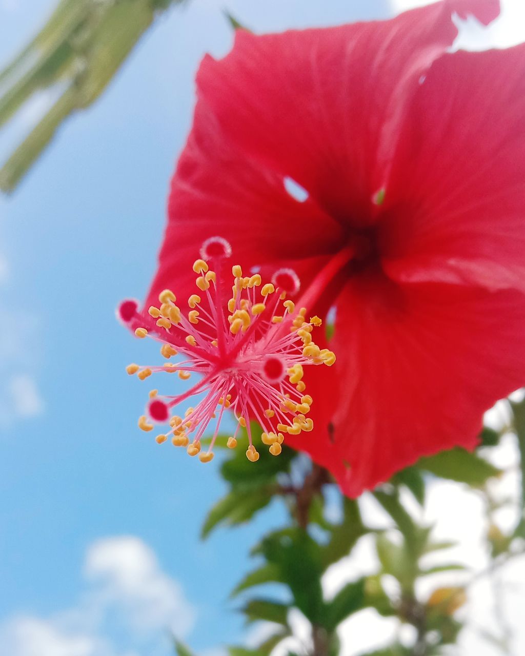 flower, flowering plant, plant, hibiscus, beauty in nature, freshness, fragility, petal, close-up, flower head, inflorescence, nature, growth, malvales, pollen, red, stamen, no people, blossom, sky, outdoors, day, focus on foreground, pink, springtime, botany, vibrant color, selective focus