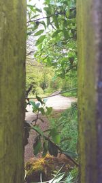 View of trees in field