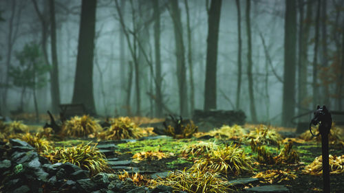 Plants and trees on field in forest