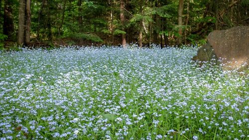 Scenic view of flowering trees and plants on field in forest