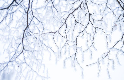 Low angle view of bare tree against sky