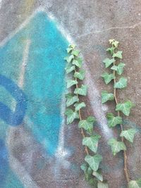 High angle view of plants on wall