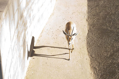 Close-up of lizard on shadow