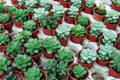 High angle view of potted plants for sale at market