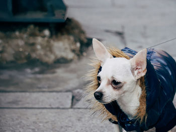 High angle view of chihuahua looking away on footpath