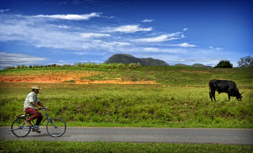 Horse grazing on field by road against sky