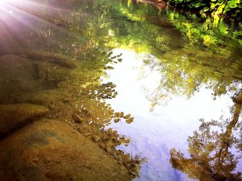 Reflection of trees in water