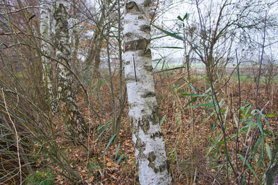 Bare trees in forest