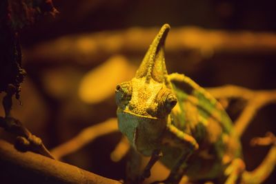 Close-up of lizard