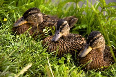 Ducks in a field