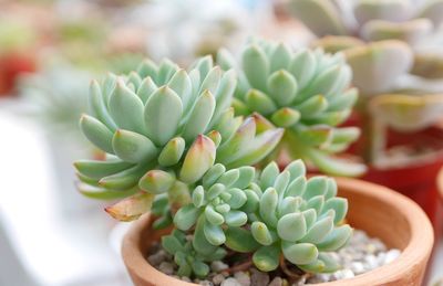 Close-up of succulent plant