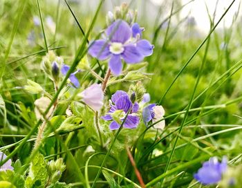 Close-up of purple flowers blooming on field