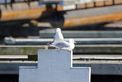 Seagulls perching on wood at harbor