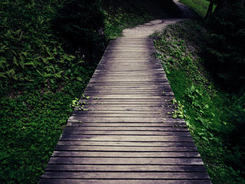 High angle view of boardwalk amidst plants in forest