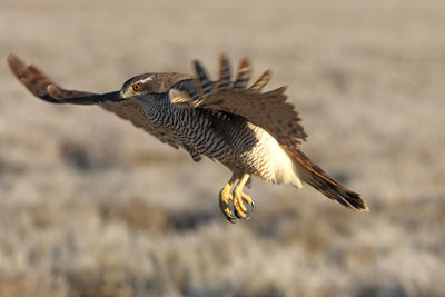 Close-up of eagle flying