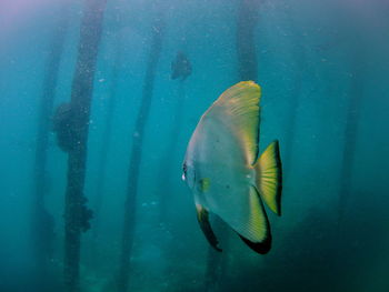 Close-up of fish in water