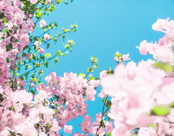 Low angle view of cherry blossom