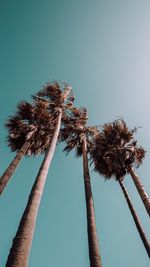 Low angle view of palm tree against clear blue sky