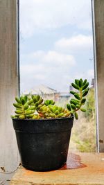 Potted plant on window sill