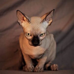 Close-up portrait of sphynx cat sitting at home