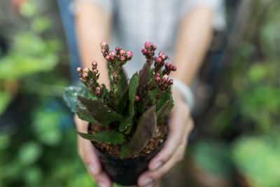 Close-up of hand holding flowering plant