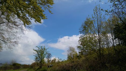 Low angle view of trees against cloudy sky