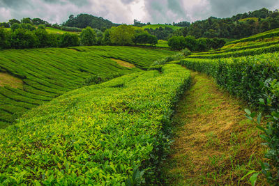 Scenic view of agricultural field against sky