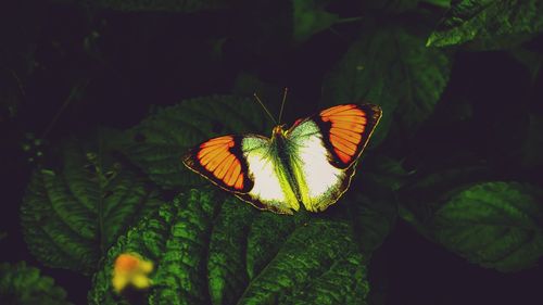 Close-up of butterfly on leaves